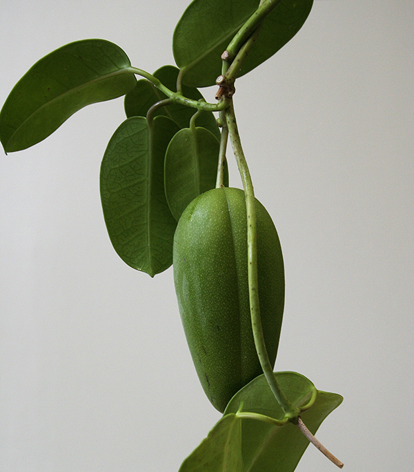 Stephanotis floribunda